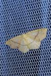 Cyclophora punctaria