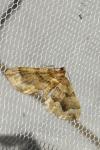 Pelurga comitata