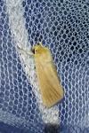 Mythimna pallens