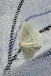 Campaea margaritaria