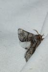 Thaumetopoea pityocampa