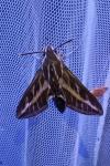 Hyles livornica
