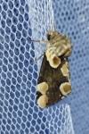 Thyatira batis