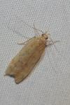 Bryotropha desertella/politella/terrella