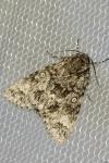 Acronicta megacephala
