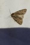 Acronicta tridens