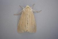Mythimna pallens