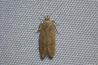 Bryotropha