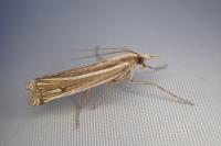 Ancylolomia tentaculella
