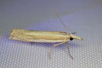 Crambus pascuella