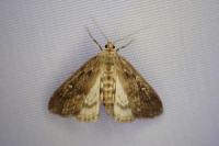 Parapoynx stratiotata