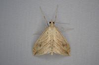 Evergestis forficalis