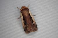Ochropleura plecta
