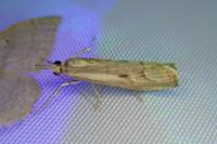 Agriphila geniculea