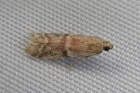 Ephestia