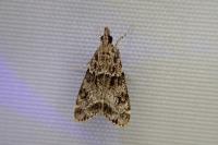 Eudonia mercurella