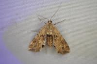 Cataclysta lemnata