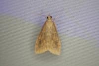 Udea ferrugalis
