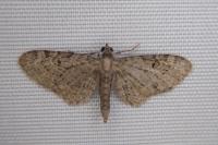 Eupithecia virgaureata