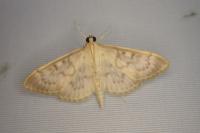 Patania ruralis