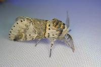 Furcula furcula