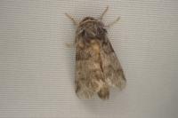 Thaumetopoea processionea