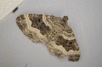 Epirrhoe alternata
