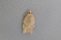 Acleris ferrugana/notana