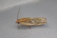 Eucosma cana