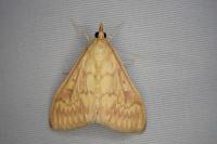 Ostrinia nubilalis/scapulalis