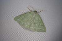 Pseudoterpna pruinata
