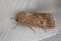 Helicoverpa armigera