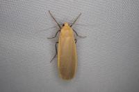 Katha depressa