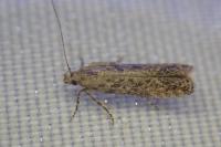 Scrobipalpa