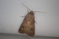 Agrotis bigramma