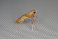 Caloptilia alchimiella/robustella