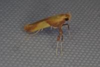 Caloptilia alchimiella/robustella