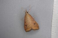 Udea ferrugalis