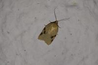 Acleris ferrugana/notana