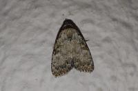 Meganola strigula