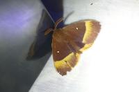 Lasiocampa quercus