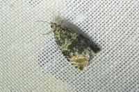 Celypha lacunana