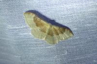 Idaea degeneraria