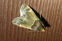 Pyralis farinalis