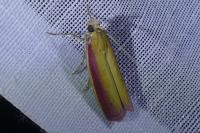 Oncocera semirubella