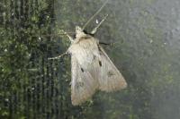 Agrotis exclamationis