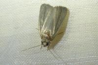 Proxenus hospes