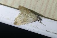 Evergestis forficalis