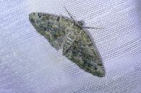 Cleorodes lichenaria