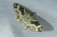 Epirrhoe alternata